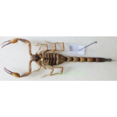 Mesobuthus martensii (Karsch, 1879) +60mm Indonesia, Java Is19f
